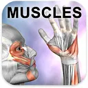 Learn Muscles: Anatomy